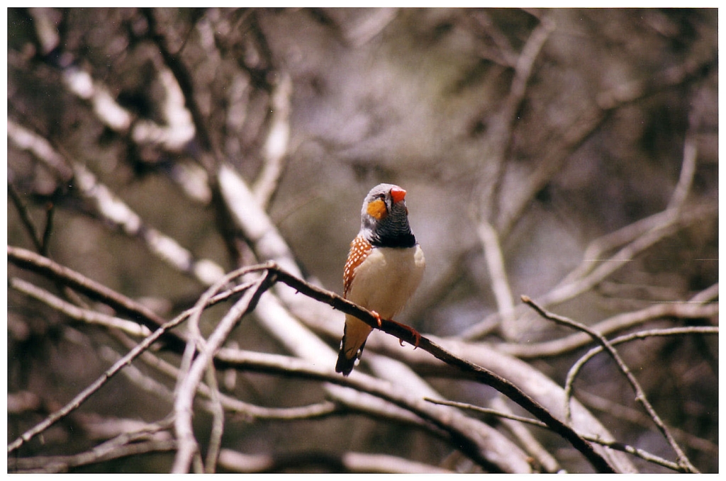 03 - The Flinders Ranges (35).jpg